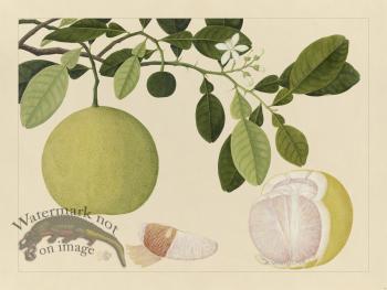 Andalas Botanicals 20